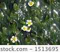 Mei flower algae 1513695