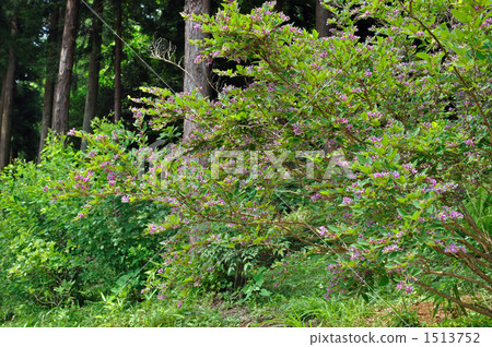 Tree · Longhorn Legume 1513752