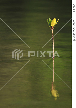 美洲紅樹年輕樹 1513764