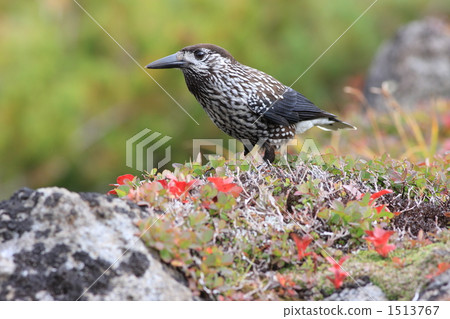 秋天秋天玻璃 秋天秋天玻璃 1513767