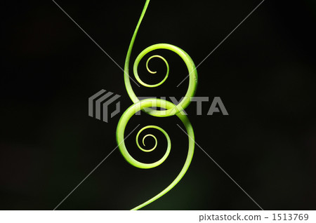 Toutsurumodoki 1513769