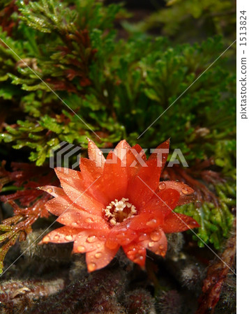 White flower flowers 1513824