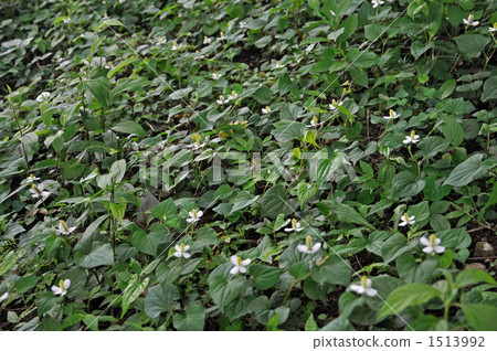 野草·Dokudami Dokudami 野草·Dokudami Dokudami 1513992