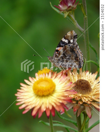 Beeswax Holstein 1514032