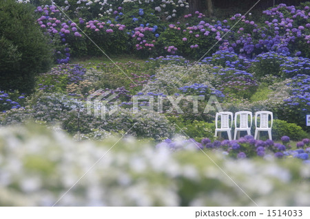 bench, benches, hydrangea 1514033