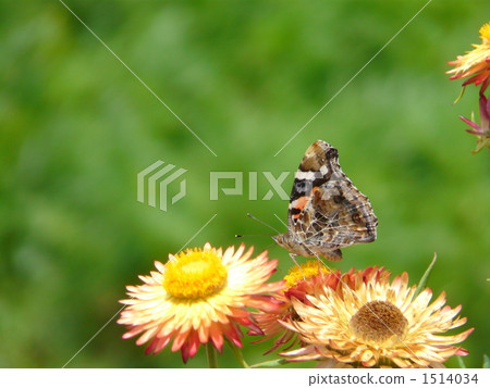 蜂蠟荷斯坦 1514034