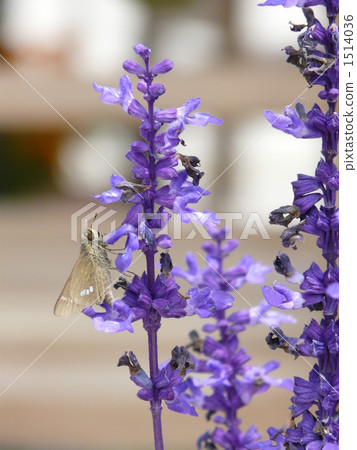 Ajga and a caterpillar Ajga and a caterpillar 1514036