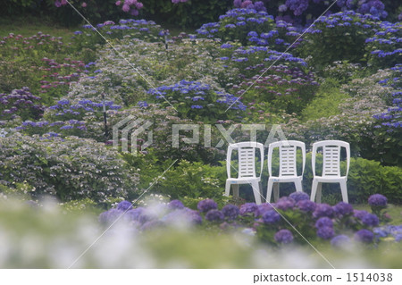 繡球花園 白椅子 草地 1514038