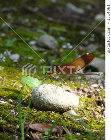 Kawatonbo休息 1514061