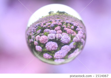 大理石透鏡 繡球花 球體 1514067