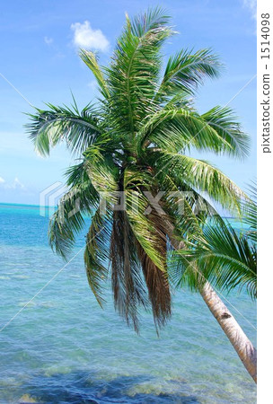 Palm tree 1514098