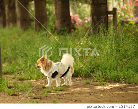 Fresh green walking path Fresh green walking path 1514137