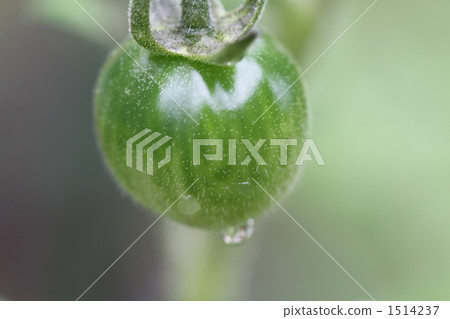 Petit tomatoes  1514237