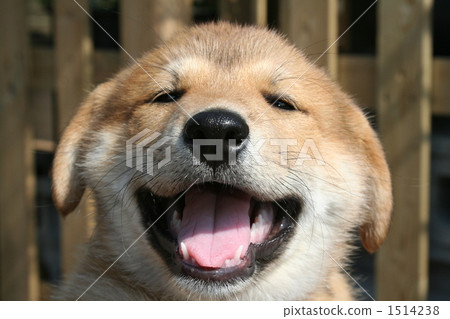 Smile dog 1514238