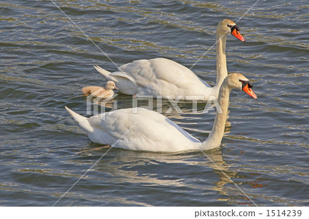 Parent and child of swallow swans 1514239