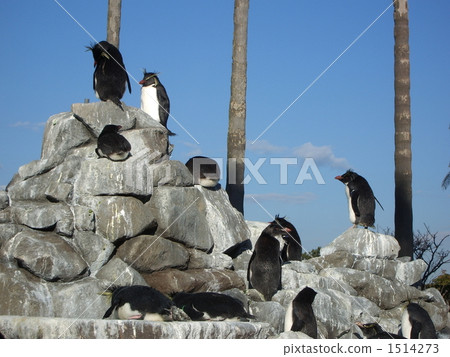 southern rockhopper penguin, penguin, penguins 1514273