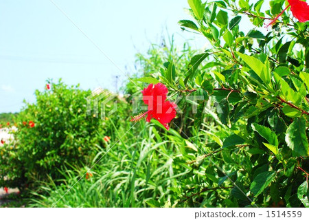 Midsummer Flower 1514559