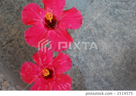 Flowers floating on water 1514575