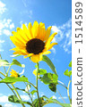 sunflower, sunflowers, bloom 1514589