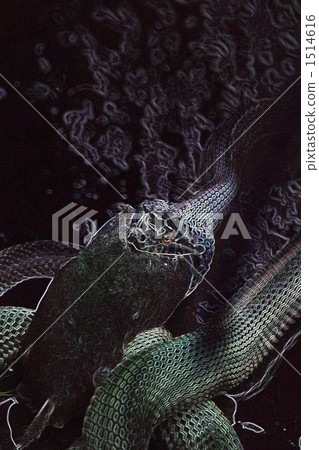 Serpent swallowing mole Serpent swallowing mole 1514616