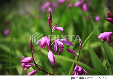 purple orchid, vegetation, vegetative 1514629