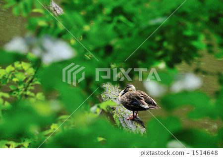 從繡球花之間的鴨子 1514648