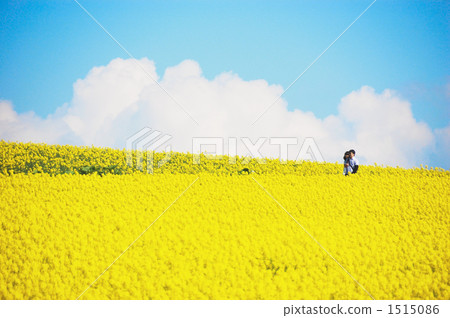 field of rapeseed, rape, rape blossoms 1515086