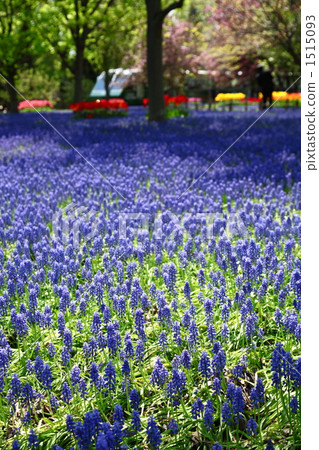 Muscari clusters Muscari clusters 1515093