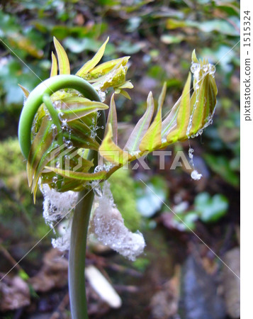 Mainspring Mainspring 1515324