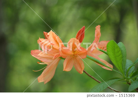 Mountain azaleas Mountain azaleas 1515369