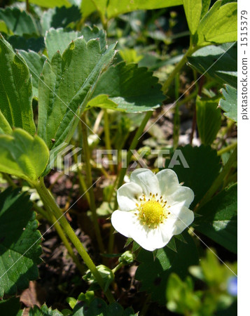 草莓花 1515379