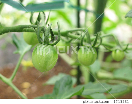 年輕迷你蕃茄仍然年輕 年輕迷你蕃茄仍然年輕 1515381