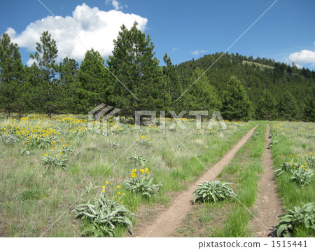 從Mount Sentinel的遠足徑 從Mount Sentinel的遠足徑 1515441