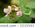 Blackberry flowers 1515591