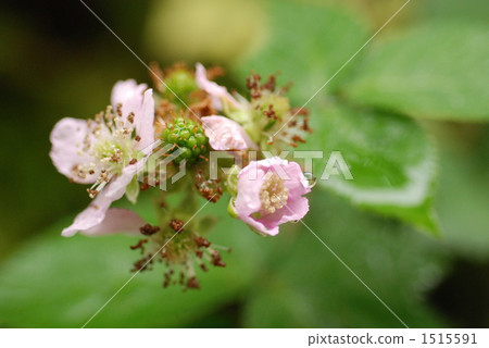 黑莓花 黑莓花 1515591