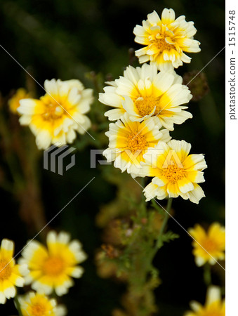 Flowers of Haruhiko Flowers of Haruhiko 1515748