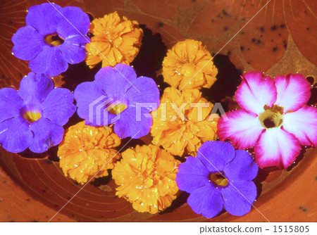 Flower Bath Flower Bath 1515805