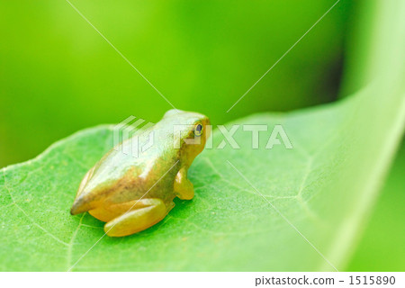 Frog first grader 1515890