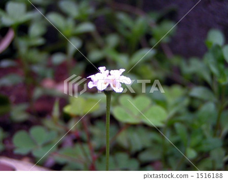Iwadarezou的花裝飾土壤封閉的牆壁 1516188