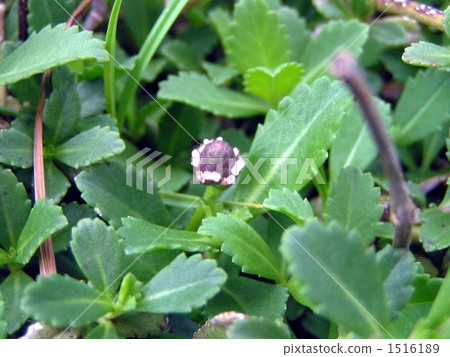 花在Iwadare Roseu的下部開花更長並且開花 1516189