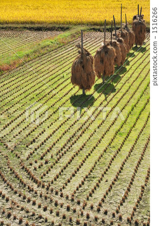 Harvest line 1516266
