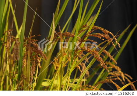 Beside rice paddy 1516268