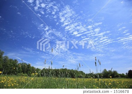 原野 田地 領域 1516678