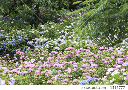 繡球花 花朵 花 1516777