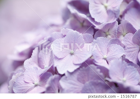 繡球花 花朵 花 1516787