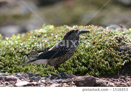 星野玻璃吃松果4 1516853