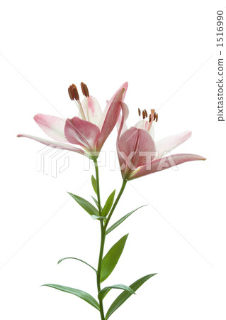 百合桃色 百合桃色 1516990