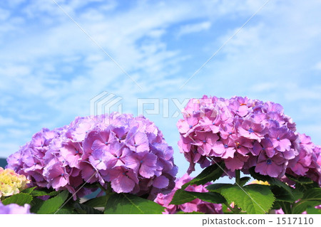 Rainy sunny hydrangea Rainy sunny hydrangea 1517110