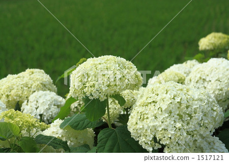 Tea plantation and hydrangea ~ 2 1517121