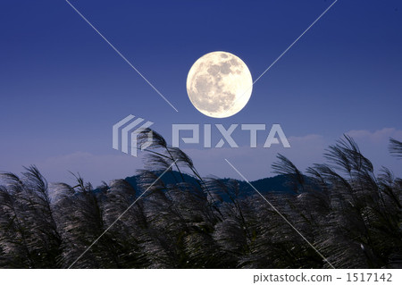 日本蒲葦 滿月 夜晚 1517142